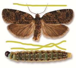 Tordeuse des Epinettes